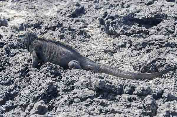 Iguana Marina - islote Las Tintoreras - islas Galápagos - Ecuador 7.jpg
